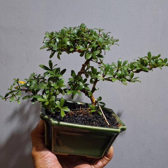 Bonsai Mame Buchida Geometri + Pot Keramik Kode 98