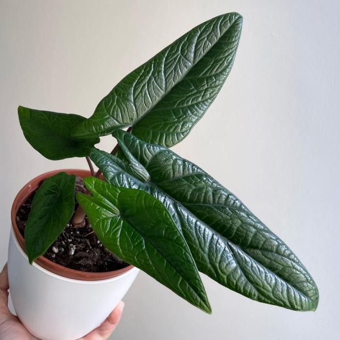 Alocasia Squamiferum / Alokasia Scalprum / Alovasia daun keras Kode 808