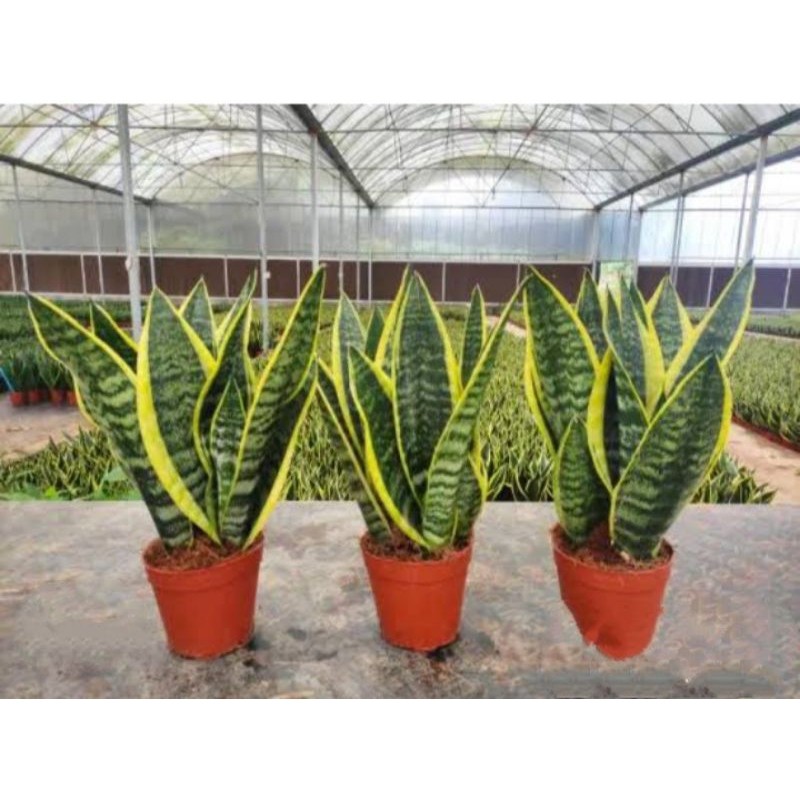 Tanaman Hias Sensivera Superba