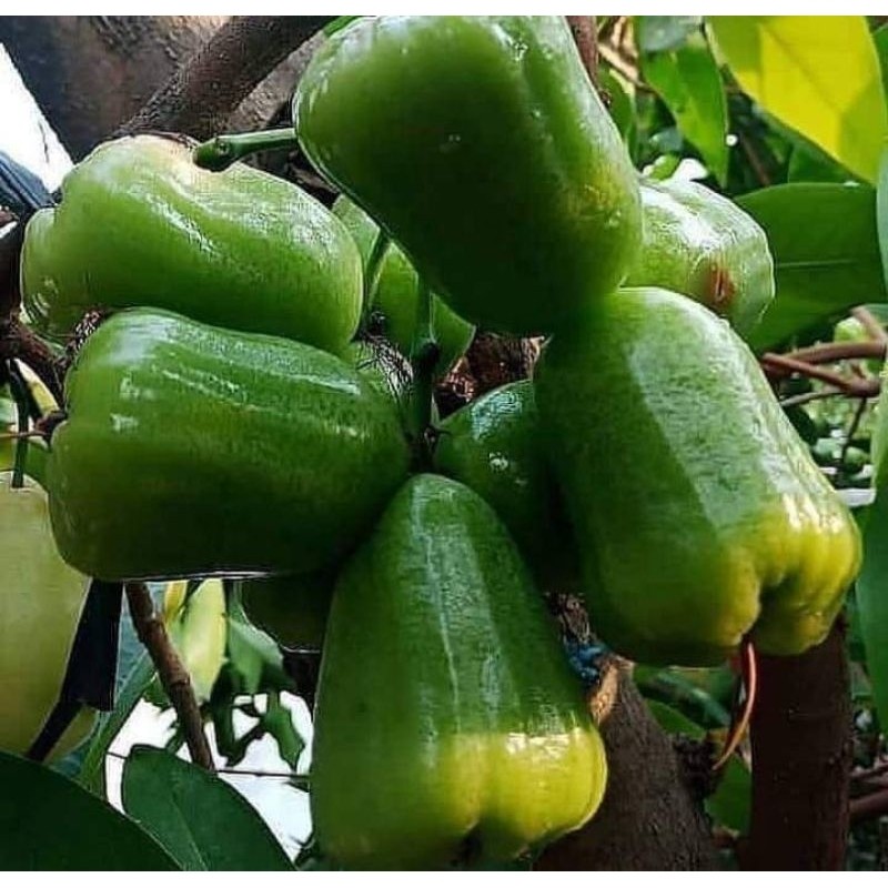 Bibit Jambu Air Kiojok Cangkok Tanaman Hidup