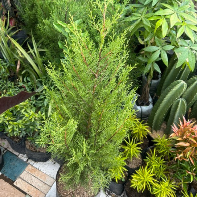 Pohon Cemara / Tanaman Cemara / Cemara Rentes Wangi / Tanaman Cemara Rentes Wangi / Cemara Wangi