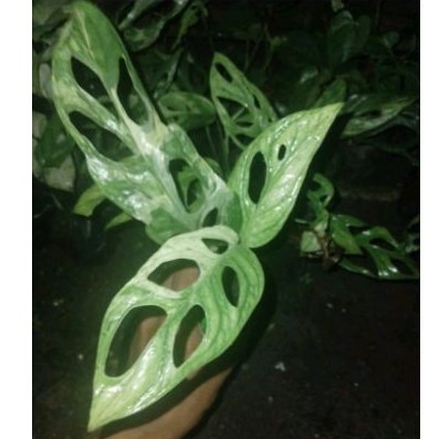 janda bolong varigata lokal