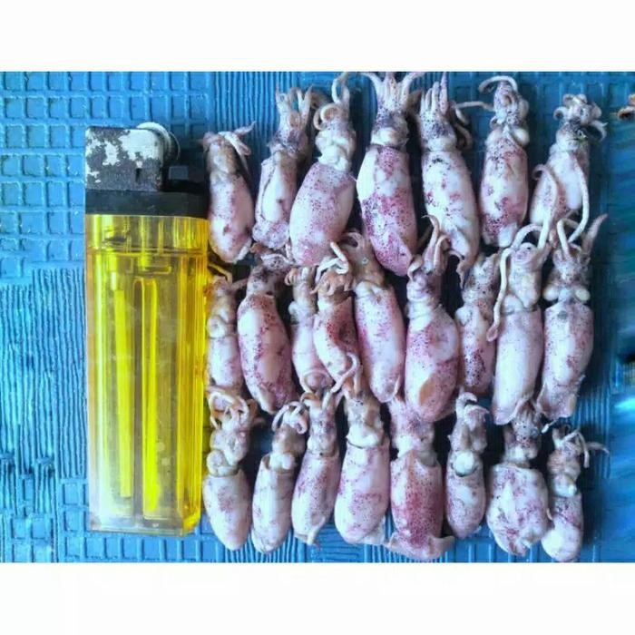 

Baby Cumi Asin Basah 1 Kg Promo