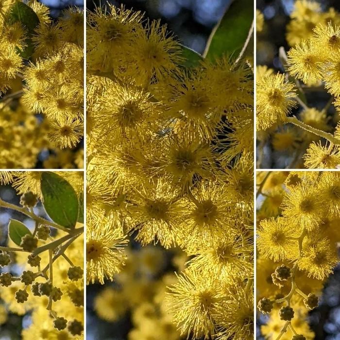 Bibit Tanaman Perak Kehijauan Bunga Kuning Wangi Acacia Podalyriifolia