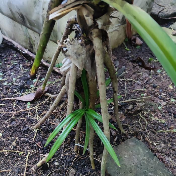 Bibit Tanaman Pandan Bacang & Lemper - Daun Lebar