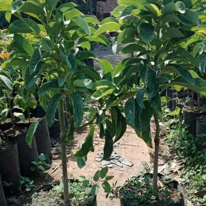 Tanaman Alpukat Kelud Viral 1 Meter Bibit