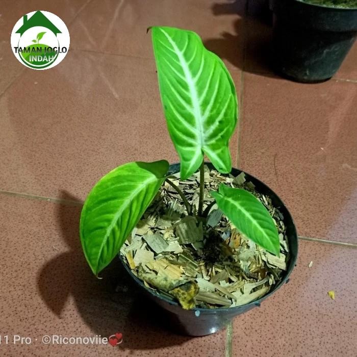 Tanaman Hias Bibit Caladium Lindenii Antasoma