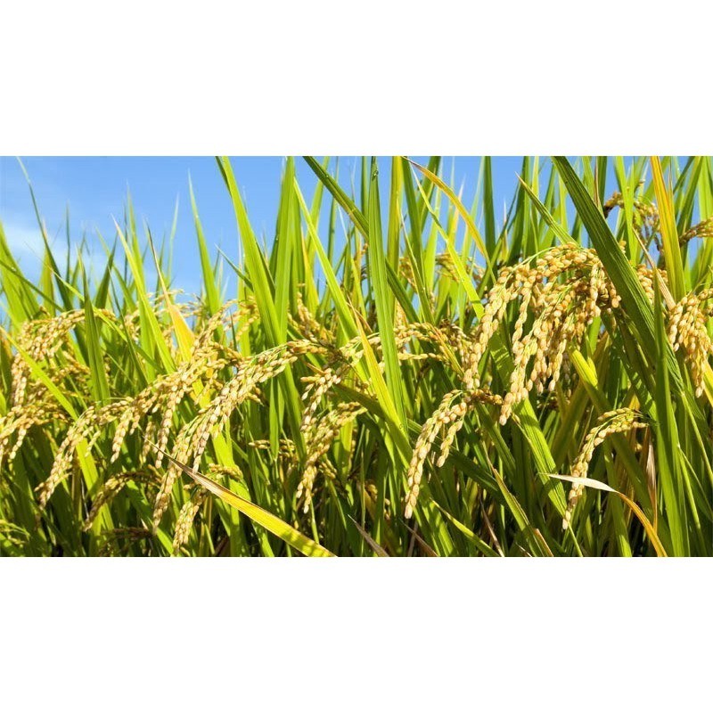 Happygardens Pupuk Cair Untuk Padi, Nutrisi Tanaman Padi Umur 45 Hari