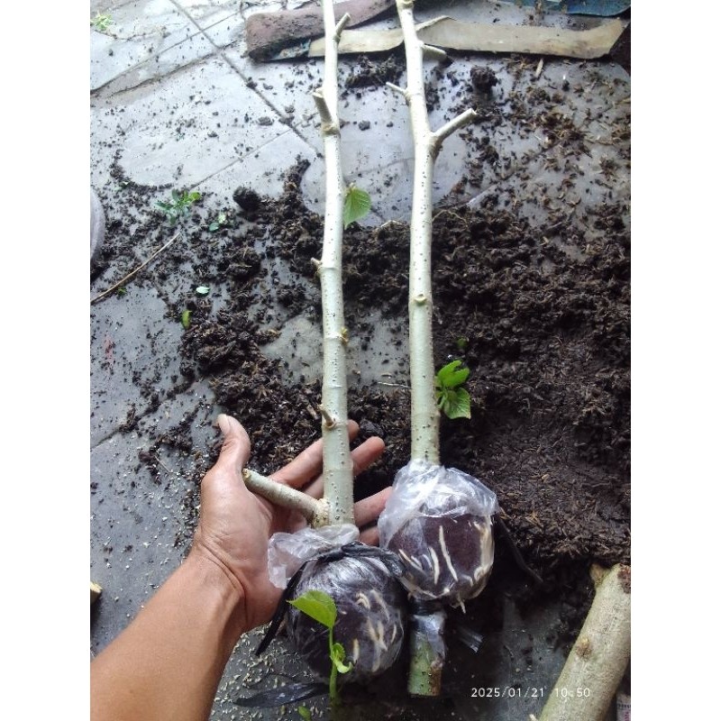 Happygardens Waru India, Hasil Cangkok.