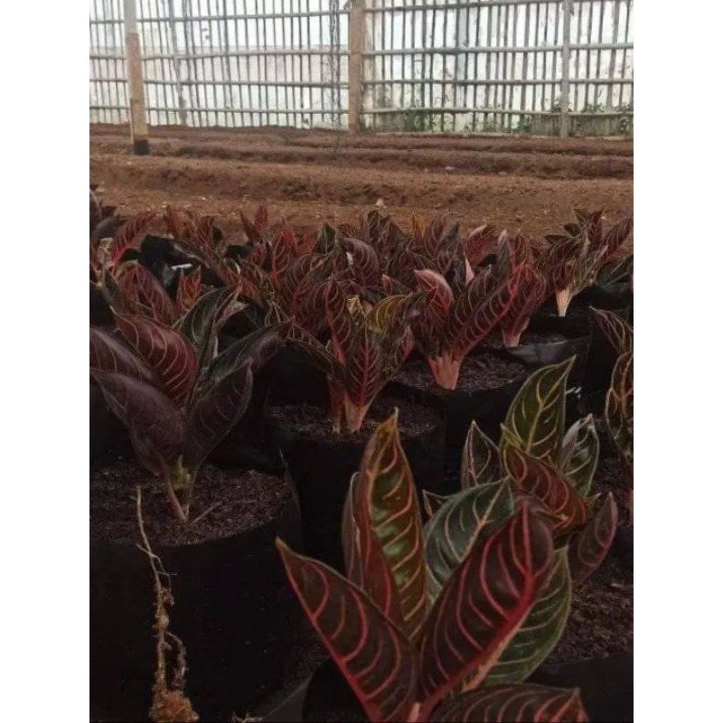 Happygardens Aglonema Red Sumatra Dewasa