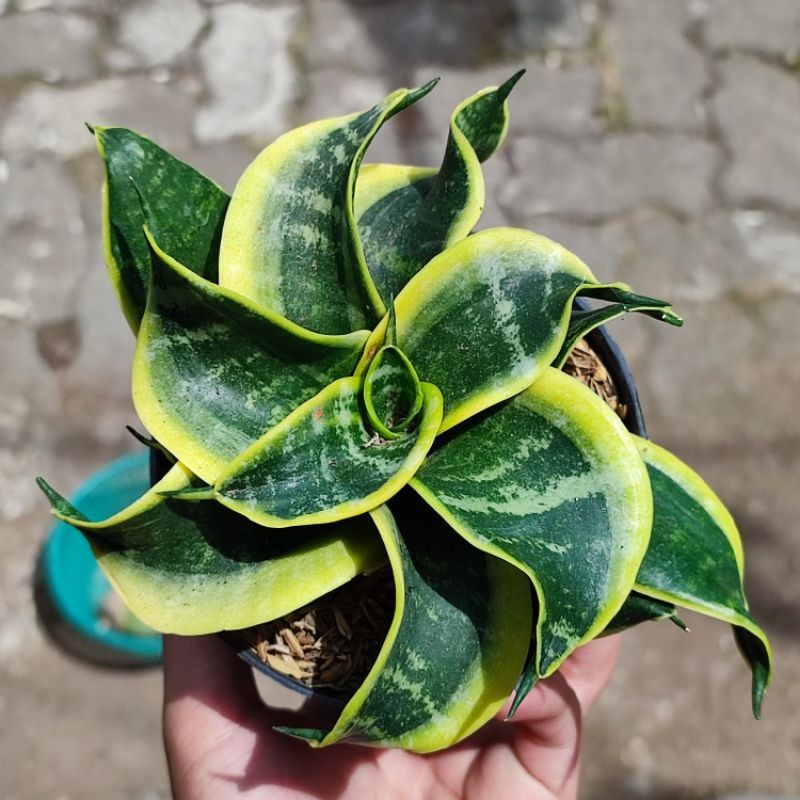 Happygardens Sansevieria Twister Tsunami/ Lidah Mertua