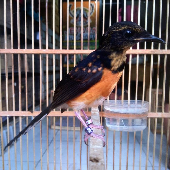 Murni Petshop - Murai Batu Medan Apbn Bersertifikat