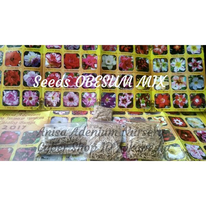 Ready Stock Seeds/Benih/Biji Tanaman Hias Adenium Obesum Mix (Lokal&Import)