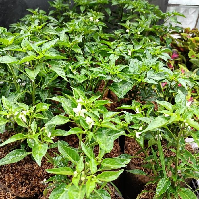 Ready Stock Bibit Tanaman Pohon Cengek, / Only, Bibit Cengek Domba