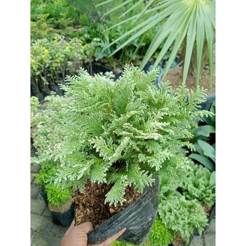 Tanaman Hias Cemara inoki / Cemara salju Rimbun Cemara inoki silver rimbun Cemara hias