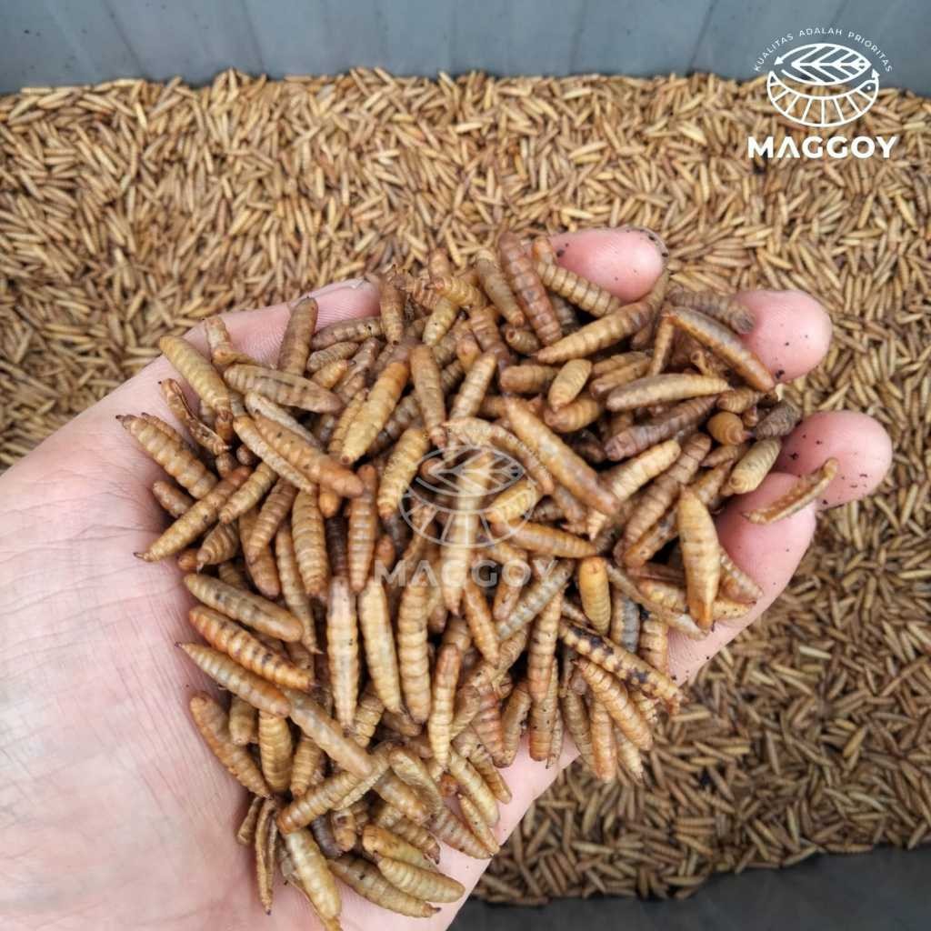 Maggot Kering 1kg maggot kering 1 kg maggot BSF magot kering pakan ikan koi chana arwana kura-kura