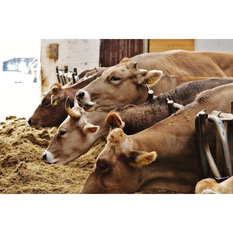 10 KG Ampas Sawit / Bungkil Sawit Pakan Ternak Sapi Domba Unggas