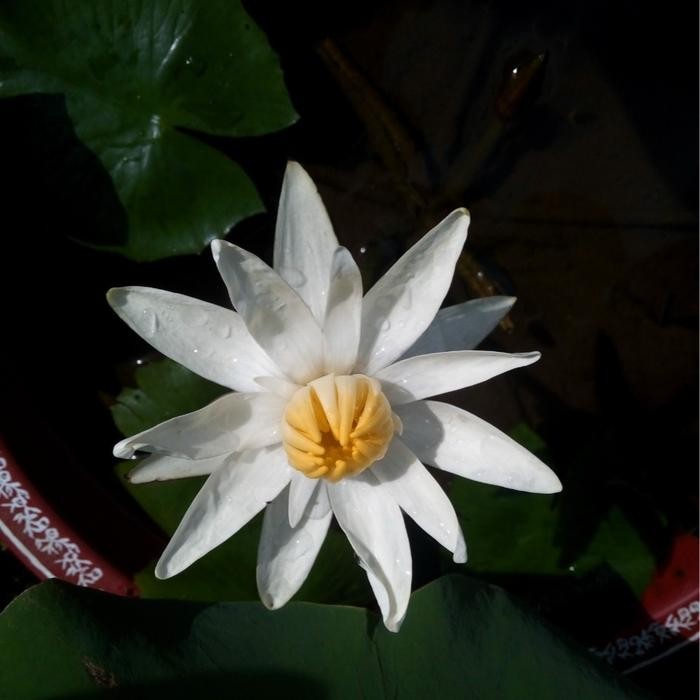 Tanaman Bunga Teratai - Bibit Tanaman Hias Teratai - Tanaman Air