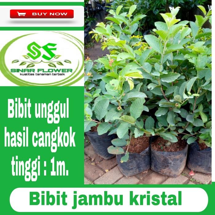 Bibit Pohon Jambu Kristal/Pohon Buah/Tanaman Jambu Kristal/Benih Jambu