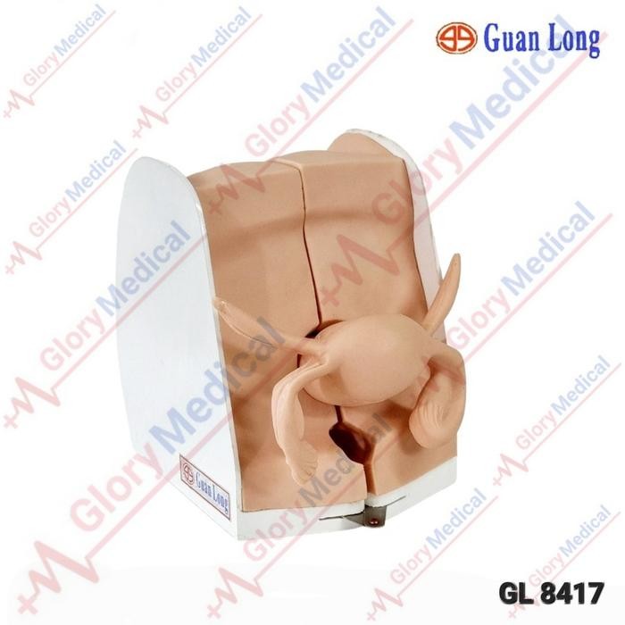 Alat Peraga/Manekin Model Pemasangan Alat Kontrasepsi/Iud 8417 Terlaris