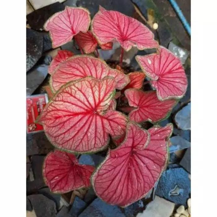 

tanaman hias keladi red jaguar bibit