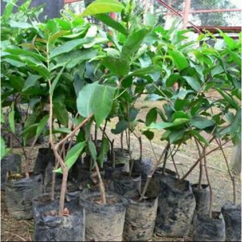 

Bibit Tanaman Buah Jambu Air Citra Okulasi