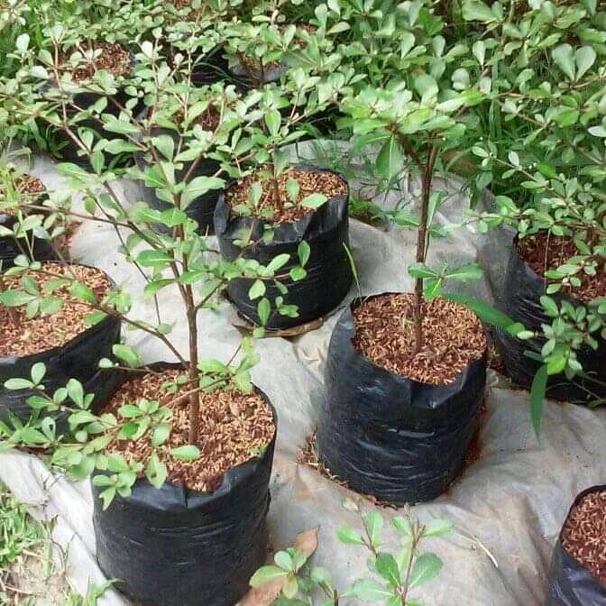 

bibit tanaman ketapang kencana unggul