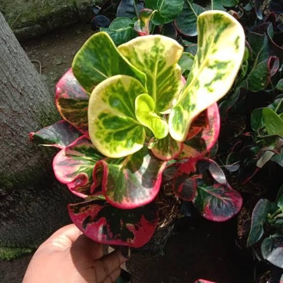 

bibit tanaman hias puring appel