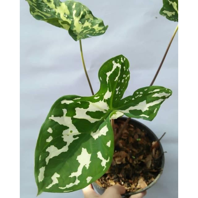 

Tanaman hias caladium praetermissum - bibit keladi army