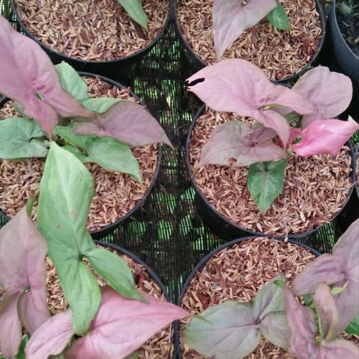 

Tanaman Hias Syngonium Pink - Bibit Pohon Syngonium Pink