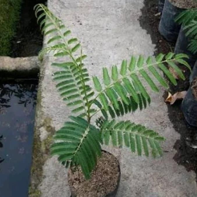 

bibit pohon tanaman buah pete petai okulasi cepat berbuah