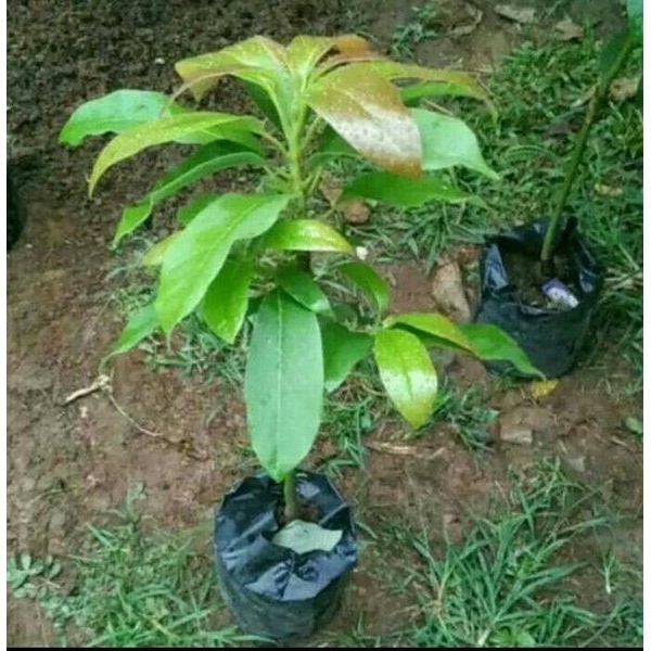 

BIBIT TANAMAN BUAH ALPUKAT MIKI