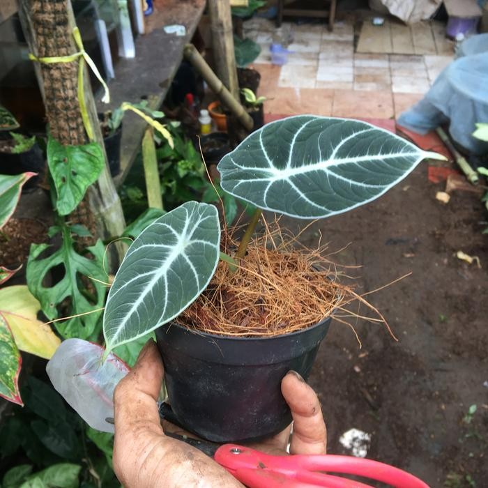 

tanaman hias bibit alocasia black velvet - bibit aloasia black velvet
