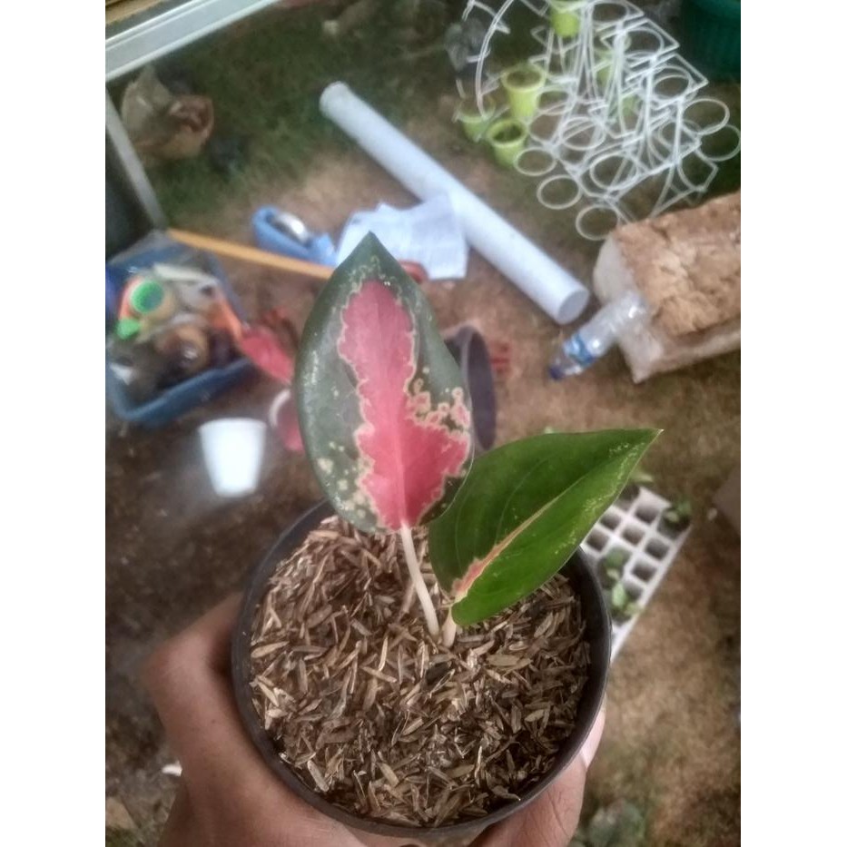 

Bibit Aglonema suksom anakan // houseplants // tanaman hias