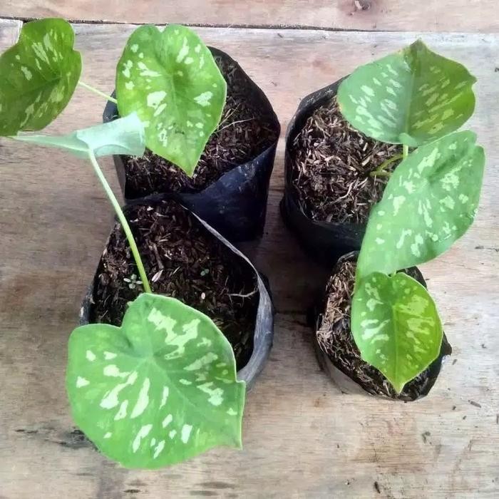 

Tanaman hias Kladi armi - keladi Army - army caladium bibit