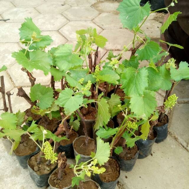 

Bibit Buah Tanaman Anggur Ninel