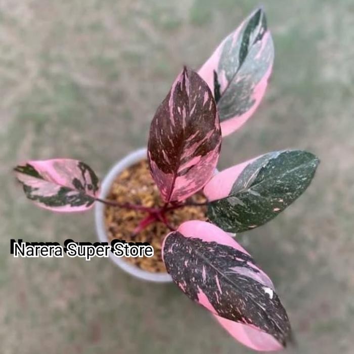 Tanaman Hias Galaxy Pink Princess Galaxy Varigata Variegata Real Pict Murah Ekonomis