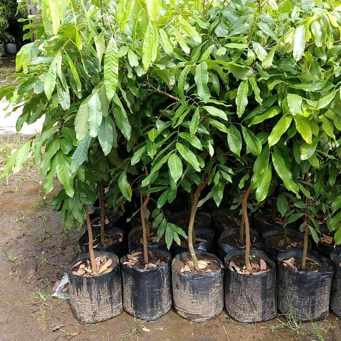 Central bibit unggul kelengkeng new kristal