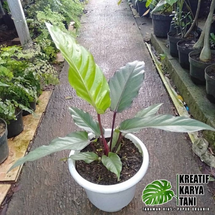 Tanaman hias anthurium black beauty - Anturium black beauty