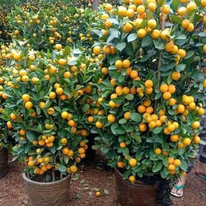 bibit jeruk Santang madu manis