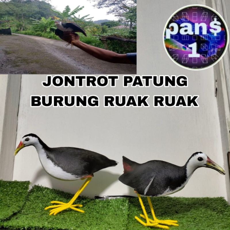 patung jontrot burung ruak ruak mirip asli