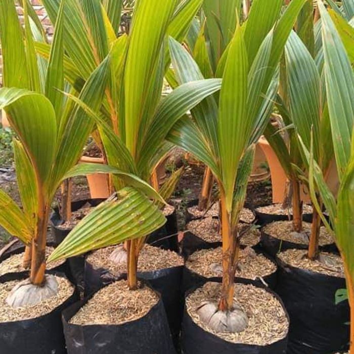 

Bibit Buah Tanaman Kelapa Gading