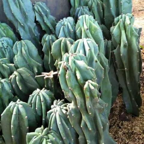 

Tanaman kaktus lilin - Bibit pohon kaktus lilin murah