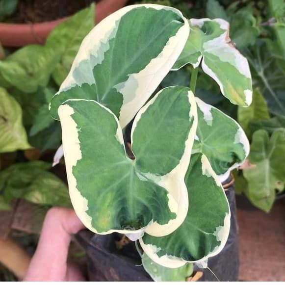 

Tanaman Hias Caladium Kantong Semar - Bibit Keladi Tikus Varigata