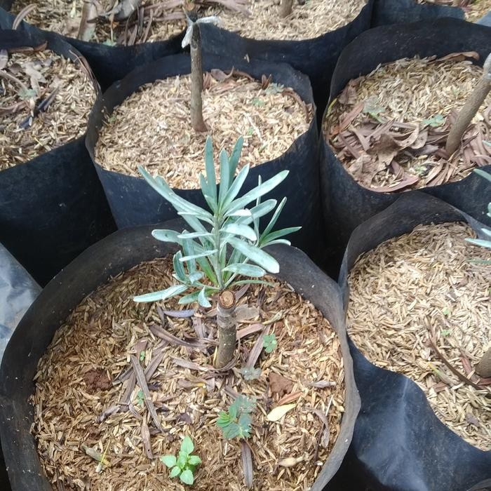 Bibit Lohansung Daun Silver, Tanaman Bonsai Lohansung Daun Silver