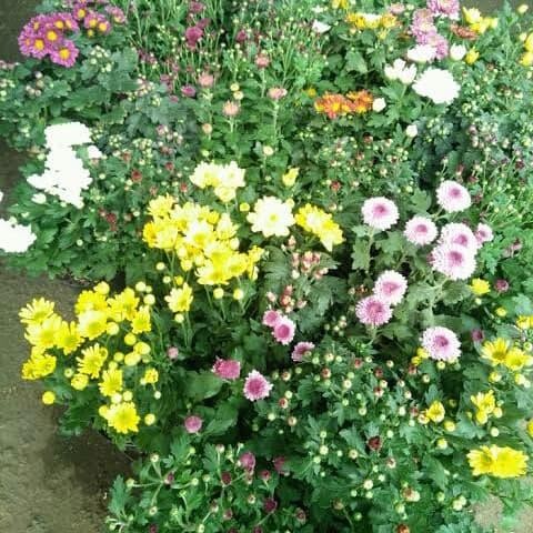 Tanaman Hias Bunga Aster - Bibit Bunga Aster