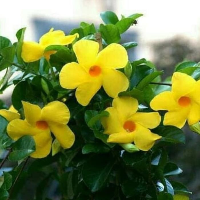 

TANAMAN HIAS POHON RAMBAT BUNGA MANDEVILLA KUNING/BIBIT MANDEVILLA