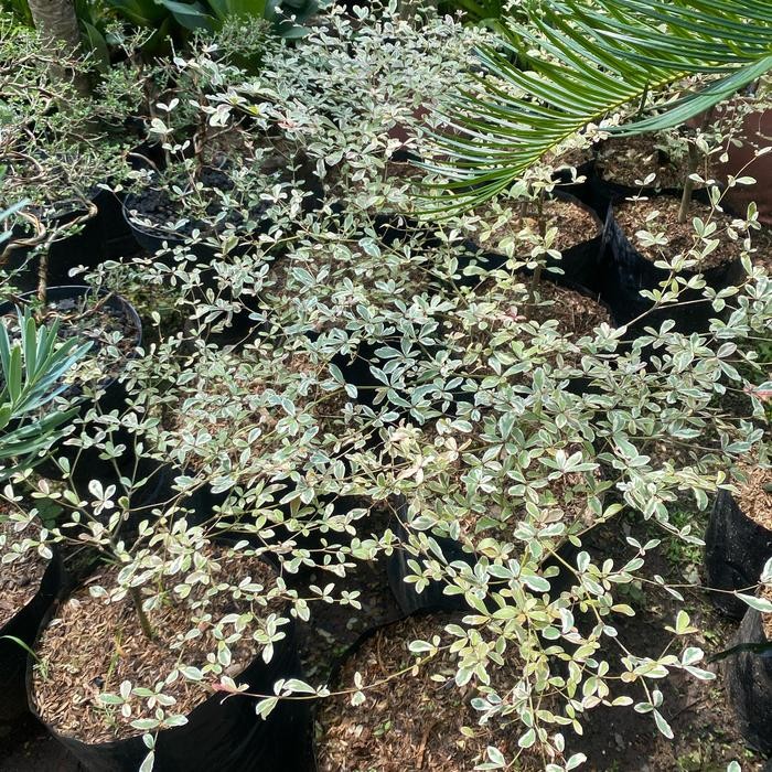 bibit pohon ketapang kencana variegata - tanaman ketapang kencana