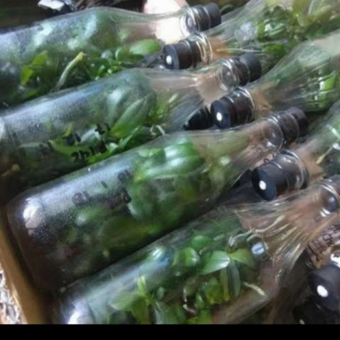 

bibit tanaman anggrek bulan dalam botol