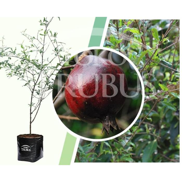 

Bibit Tanaman Buah delima merah